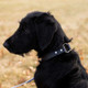 Waterproof Safety Collar Black on Dog Waterproof Safety Collar Black on Dog