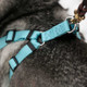 Step-In Dog Harness Turquoise Leash Rings dogIDs Step-In Dog Harness Turquoise Leash Rings dogIDs