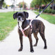 Step-In Dog Harness Pink dogIDs Step-In Dog Harness Pink dogIDs