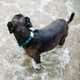 Waterproof ScruffTag Collar Teal On Dog Standing In Water