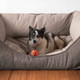 Luxe Neutral GreenDog Kuddler Dog Bed with Dog Luxe Neutral GreenDog Kuddler Dog Bed with Dog
