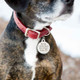 Round Dog ID Tag on Dog Round Dog ID Tag on Dog