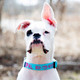 Embroidered Nylon Dog Collar on Dog dogIDs