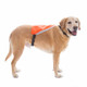 Mendota Visi-Vest Reflective Dog Vest on Dog dogIDs Mendota Visi-Vest Reflective Dog Vest on Dog dogIDs