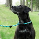 Mendota Braided Slip Lead on Dog Mendota Braided Slip Lead on Dog