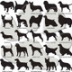 Custom Dog Breed ID Tags - Options 26 - 50 Custom Dog Breed ID Tags - Options 26 - 50