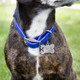 Call My People Pet ID Tag - On Dog Call My People Pet ID Tag - On Dog