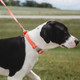 Waterproof Collar & Leash on Dog Waterproof Collar & Leash on Dog