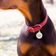 Marriage Proposal Dog ID Tag On Dog dogIDs