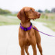 Nylon ScruffTag Personalized Dog Collar on Piper Front Nylon ScruffTag Personalized Dog Collar on Piper Front