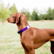 Nylon ScruffTag Personalized Dog Collar on Piper Side Nylon ScruffTag Personalized Dog Collar on Piper Side