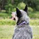 Waterproof Safety Dog Collar - Purple on Dog Waterproof Safety Dog Collar - Purple on Dog