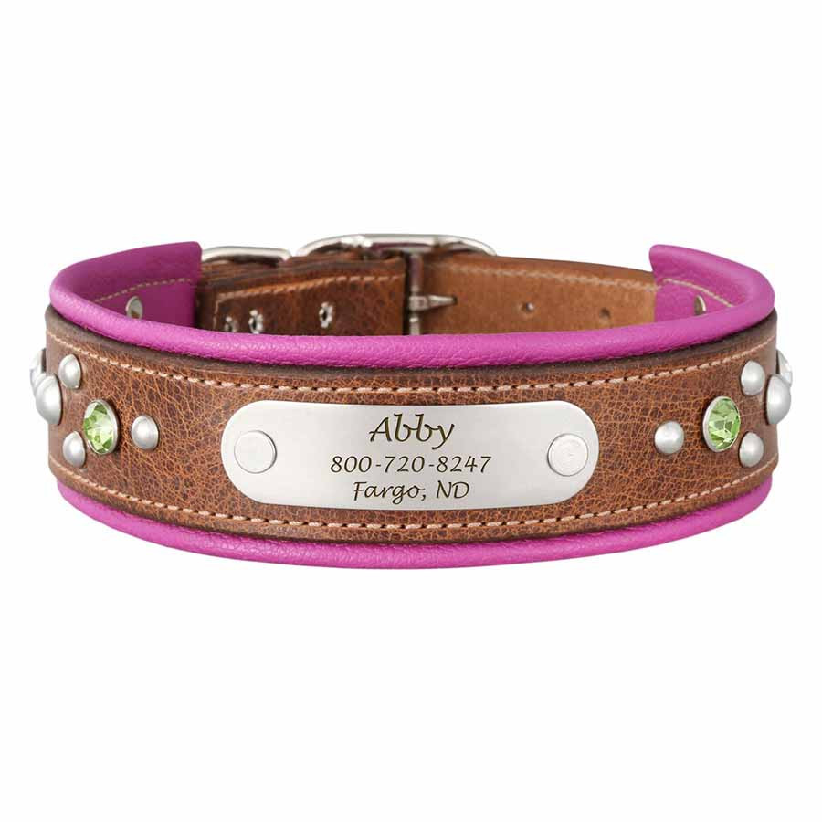 Aurora Padded Leather Dog Collar with Nameplate dogIDs