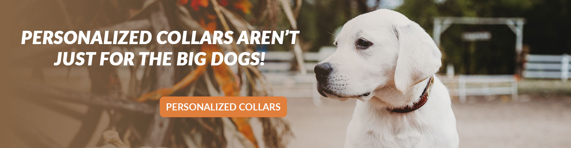 Dog Collars, Strong, Reliable & Guaranteed