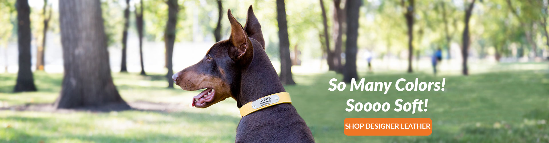 Buy Best Dog's Collars Online at Best Prices in India – GoofyTails