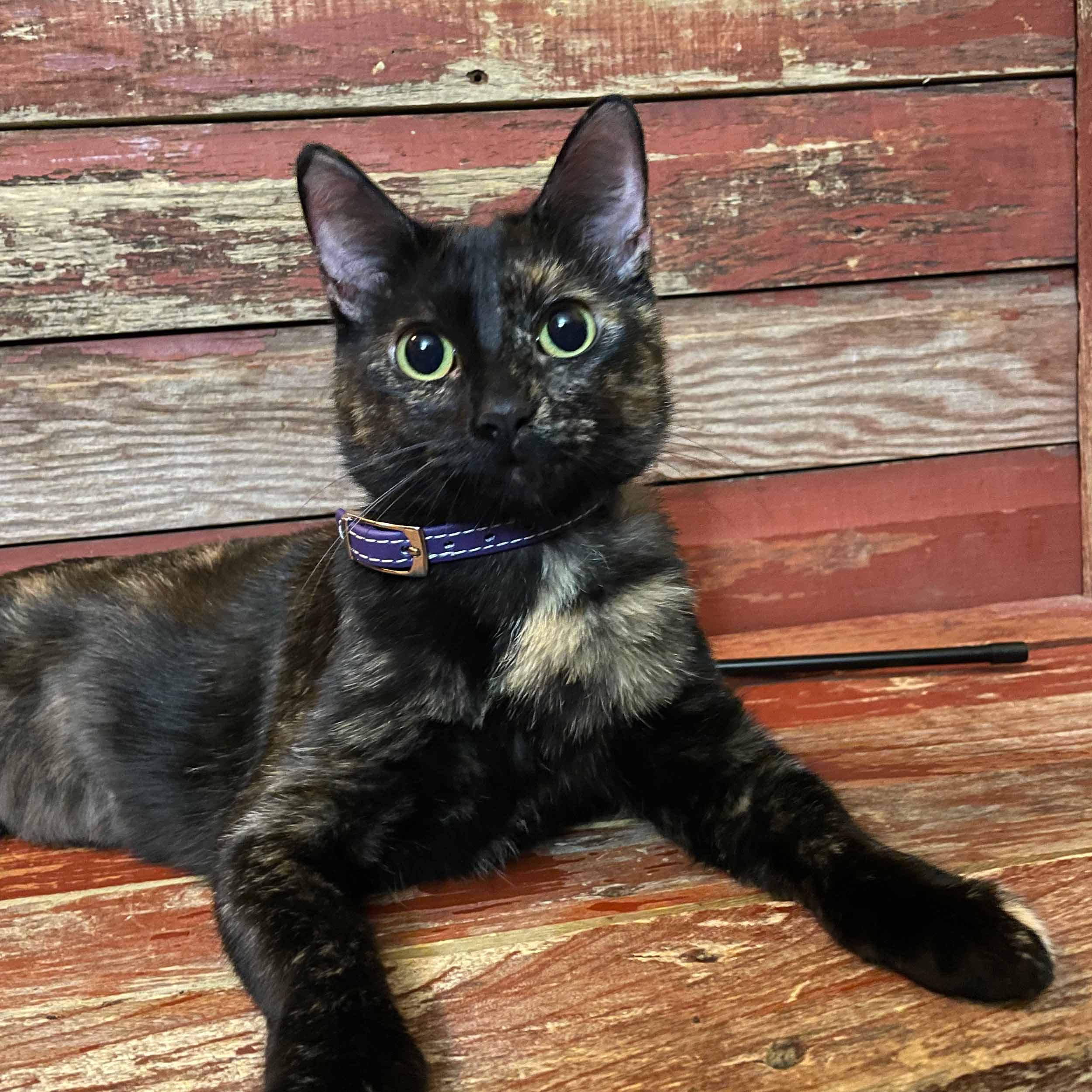 Purple Collar on Cat dogIDs