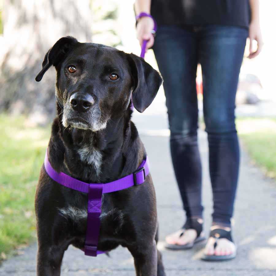 Step-In Dog Harness Purple dogIDs