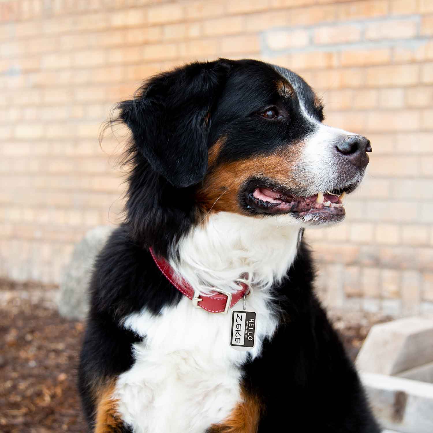 Hello My Name Is Dog Tag On Dog