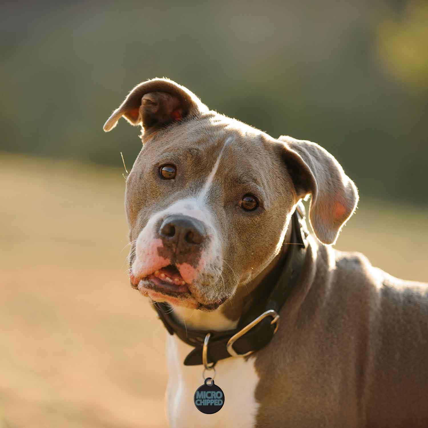Quiet Colorful Alert & Service Dog Tag on Pitbull
