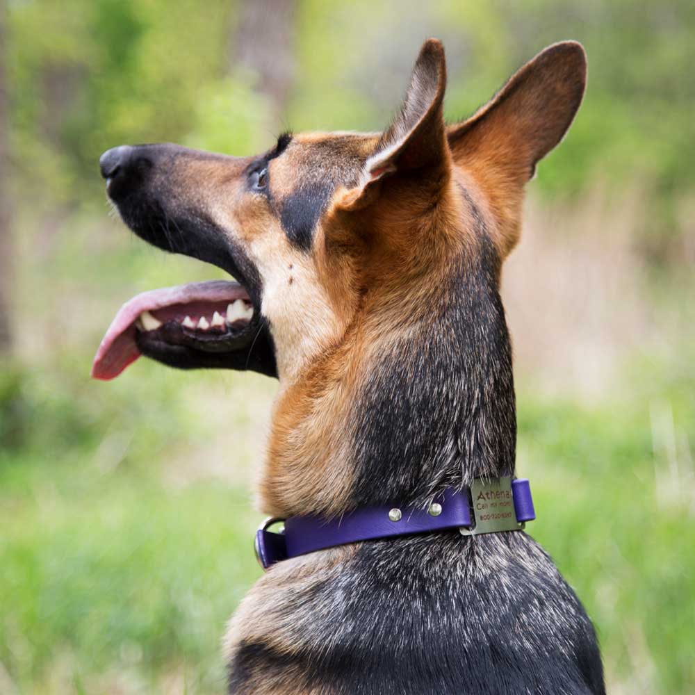 Waterproof ScruffTag Collar on Dog Purple dogIDs