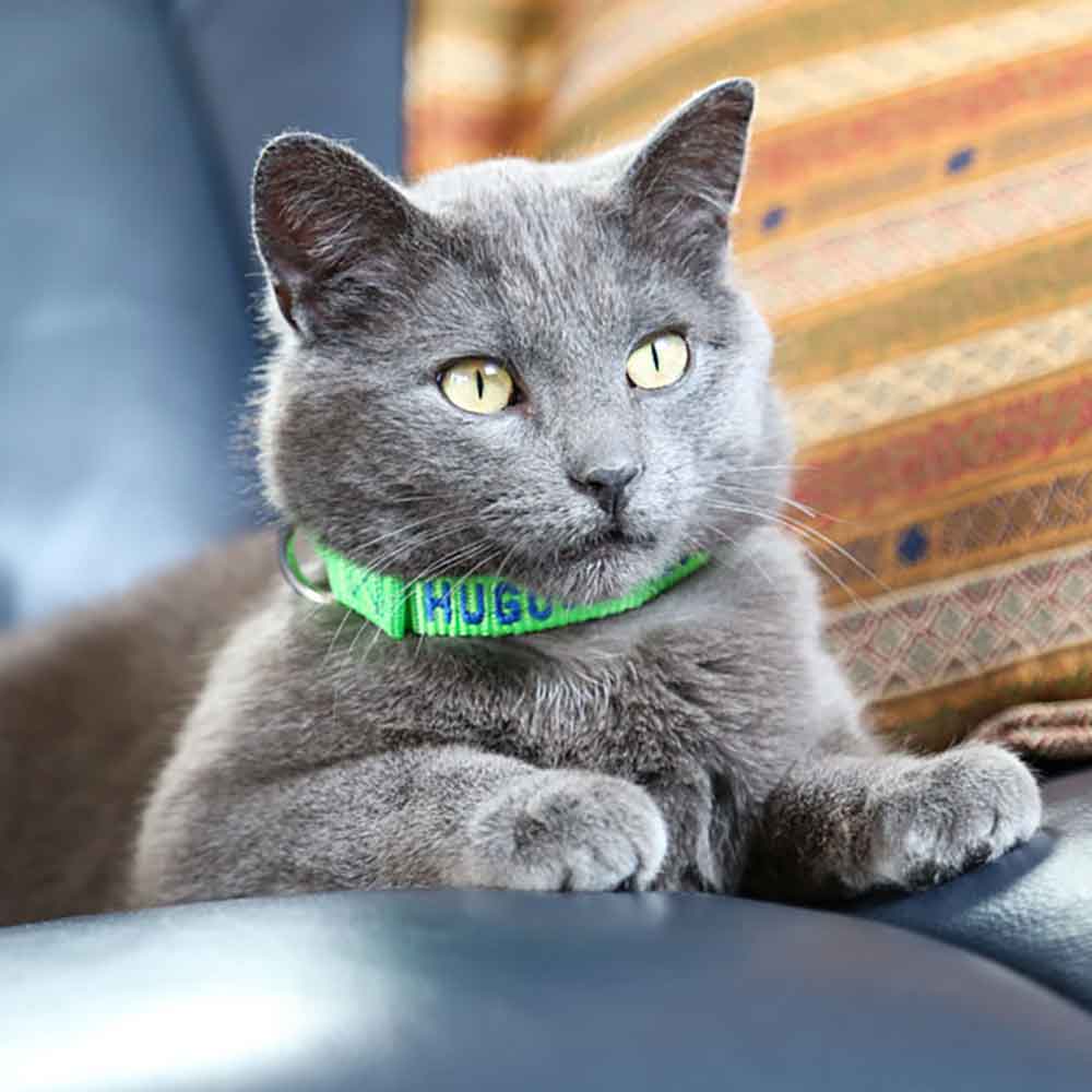 Embroidered Nylon Dog Collar on Cat dogIDs