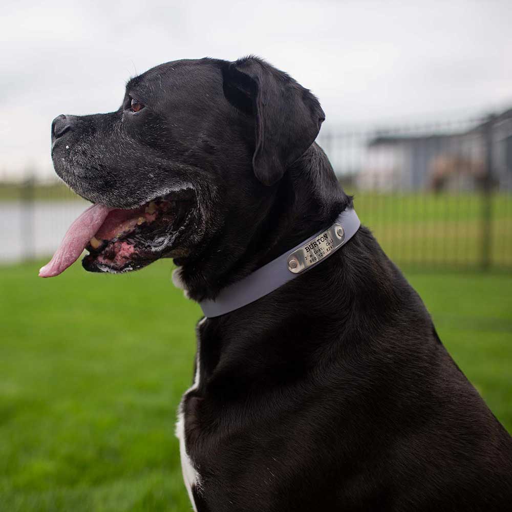 Waterproof Standard NamePlate Collar on Dog dogIDs
