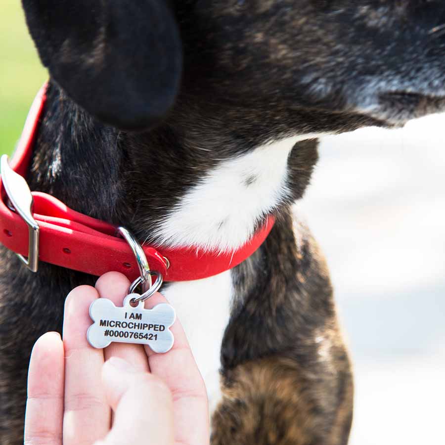 Microchip Dog Tag | Personalized 