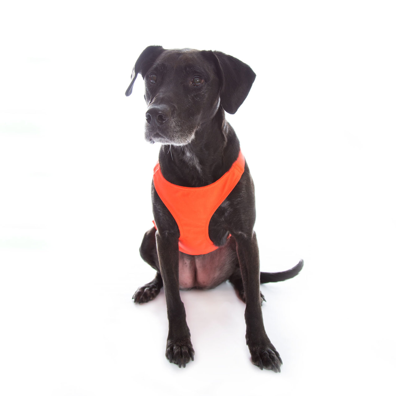 Mendota Pet Skid Plate Dog Vest