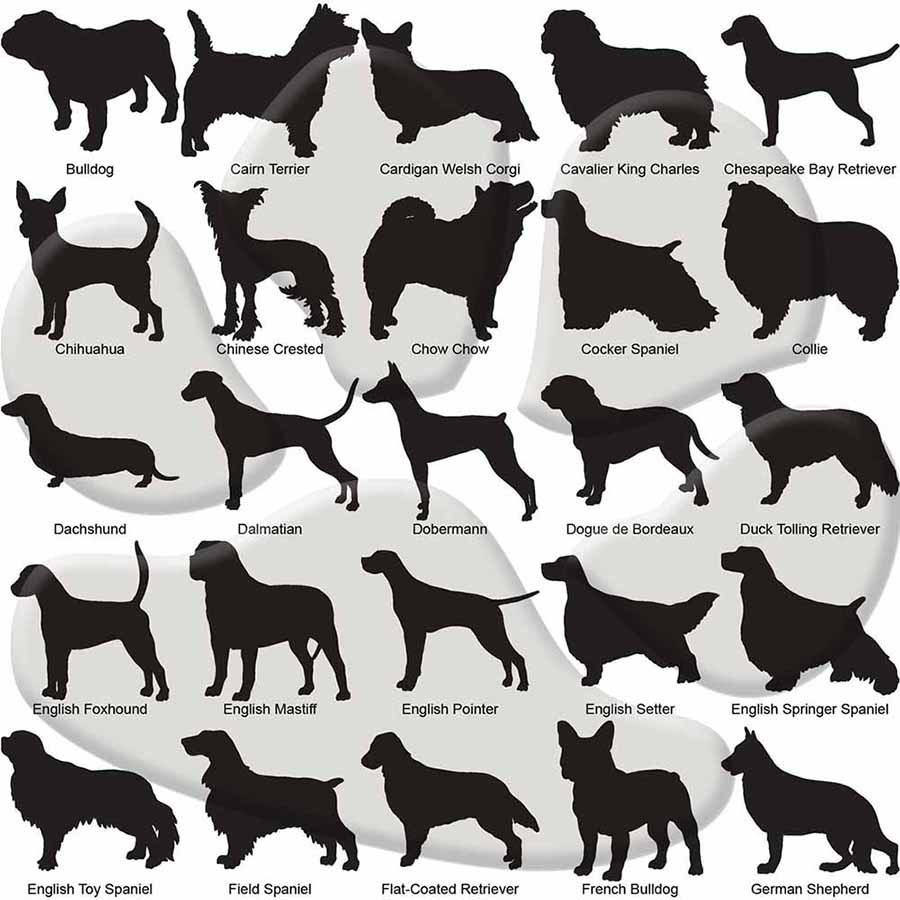 Dog Breed Identification Chart