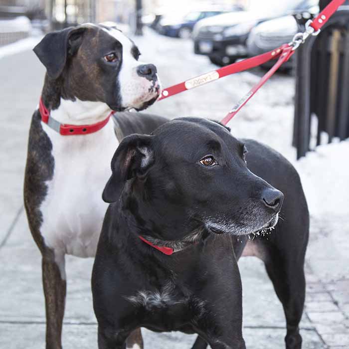 Waterproof Personalized Two Dog Coupler on Dogs