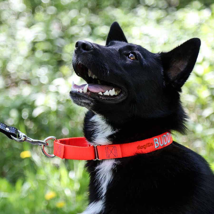 Embroidered Martingale Nylon Dog Collar on Dog