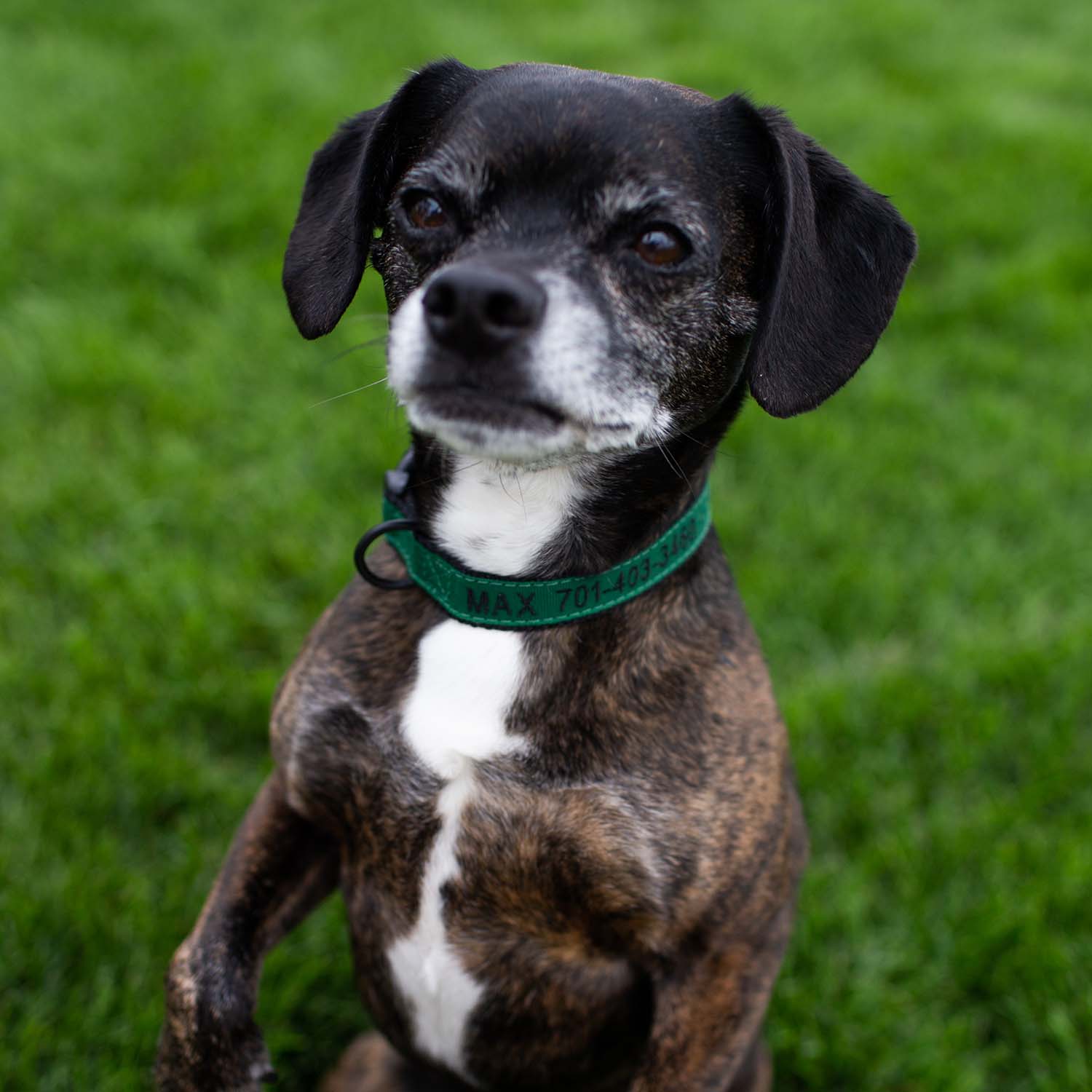 Embroidered Solid Color Dog Collar on dog - green