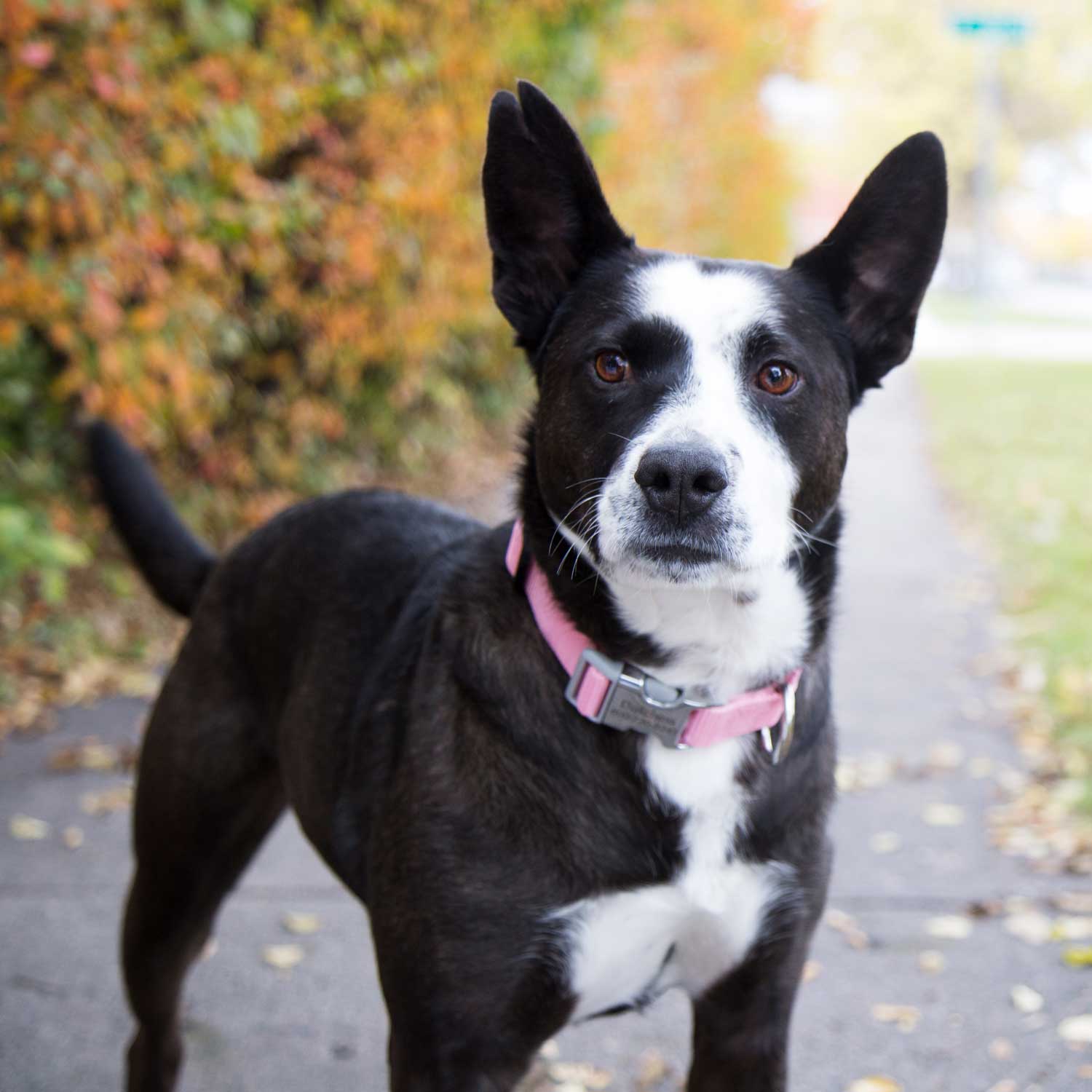 Personalized Buckle Nylon Dog Collar on Dog