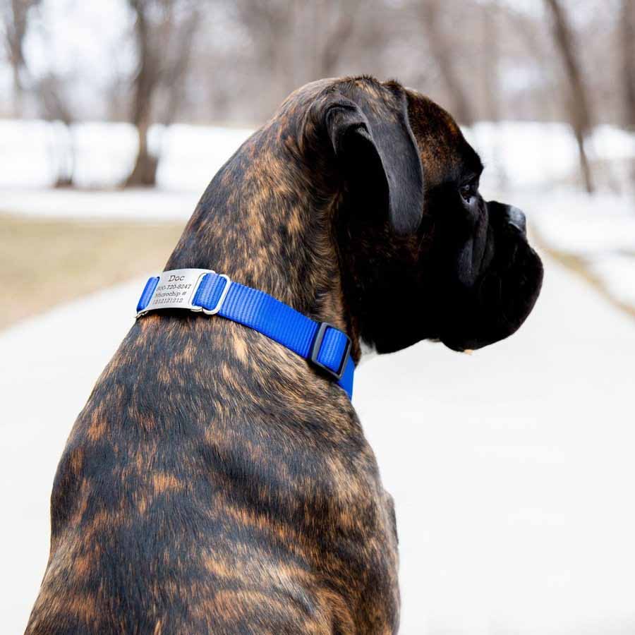 Nylon ScruffTag Personalized Dog Collar on Dog