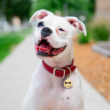 Round Bone Design Dog Tag Deep Laser Engraving dogIDs