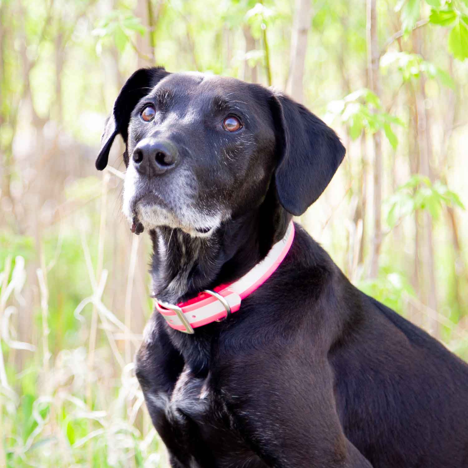 Reflective Waterproof Dog Collar On Black Lab