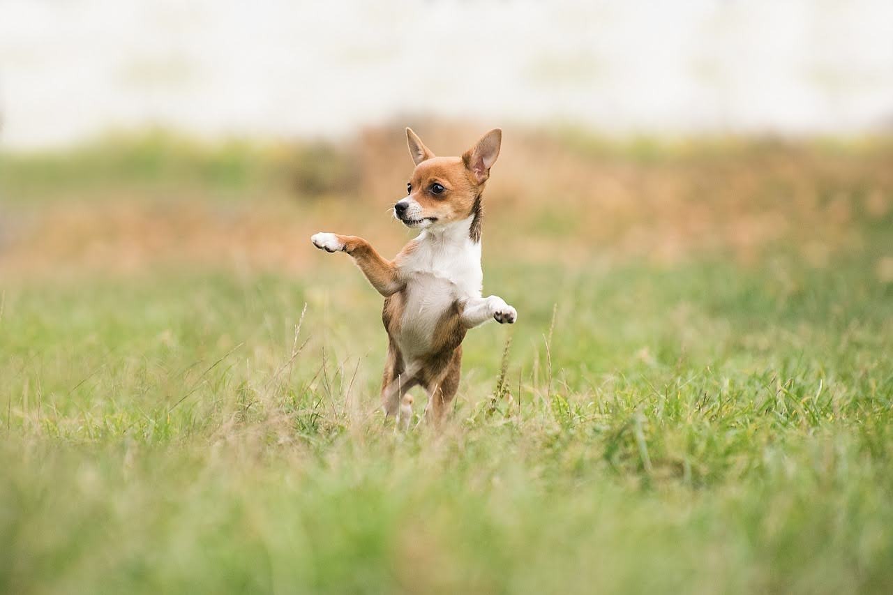 Why Do Dogs Eat Grass? - dogIDs