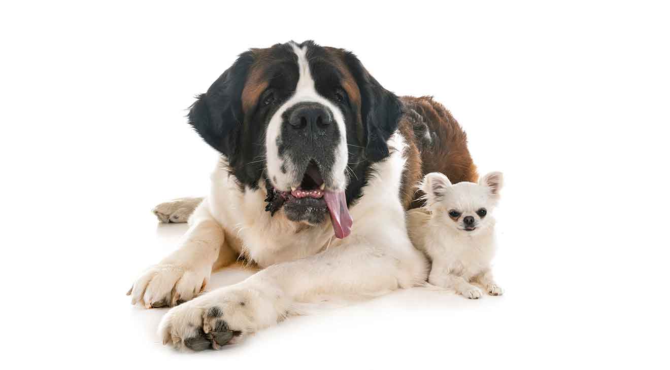 Teach Big Dogs to Play Nicely With Small Dogs dogIDs