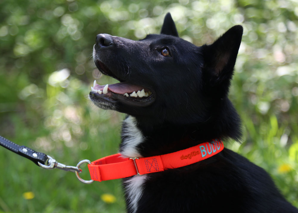 3 Benefits of a Nylon Dog Collar dogIDs