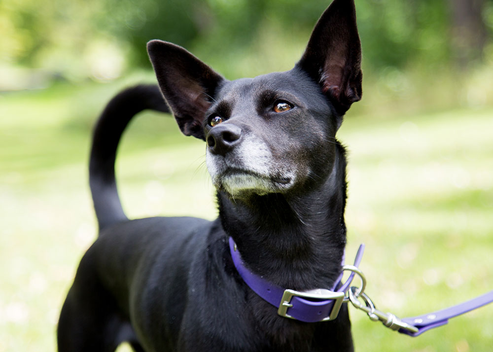 Can a Collar Hurt My Dog? It Depends. dogIDs