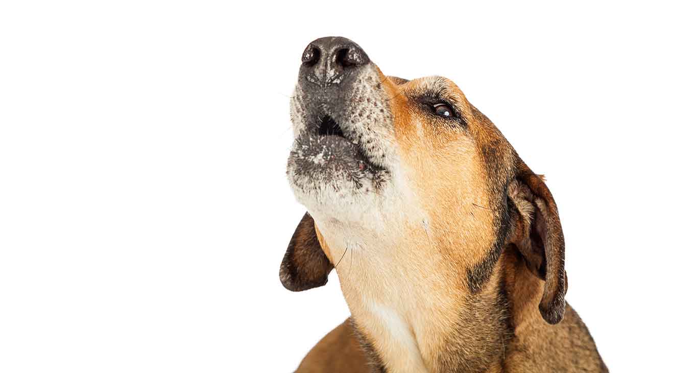 Dog keeps barking sales when alone