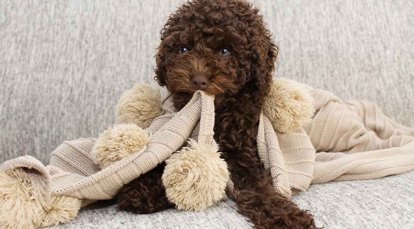 How to Help a Dog Feel Calm When Left Alone dogIDs