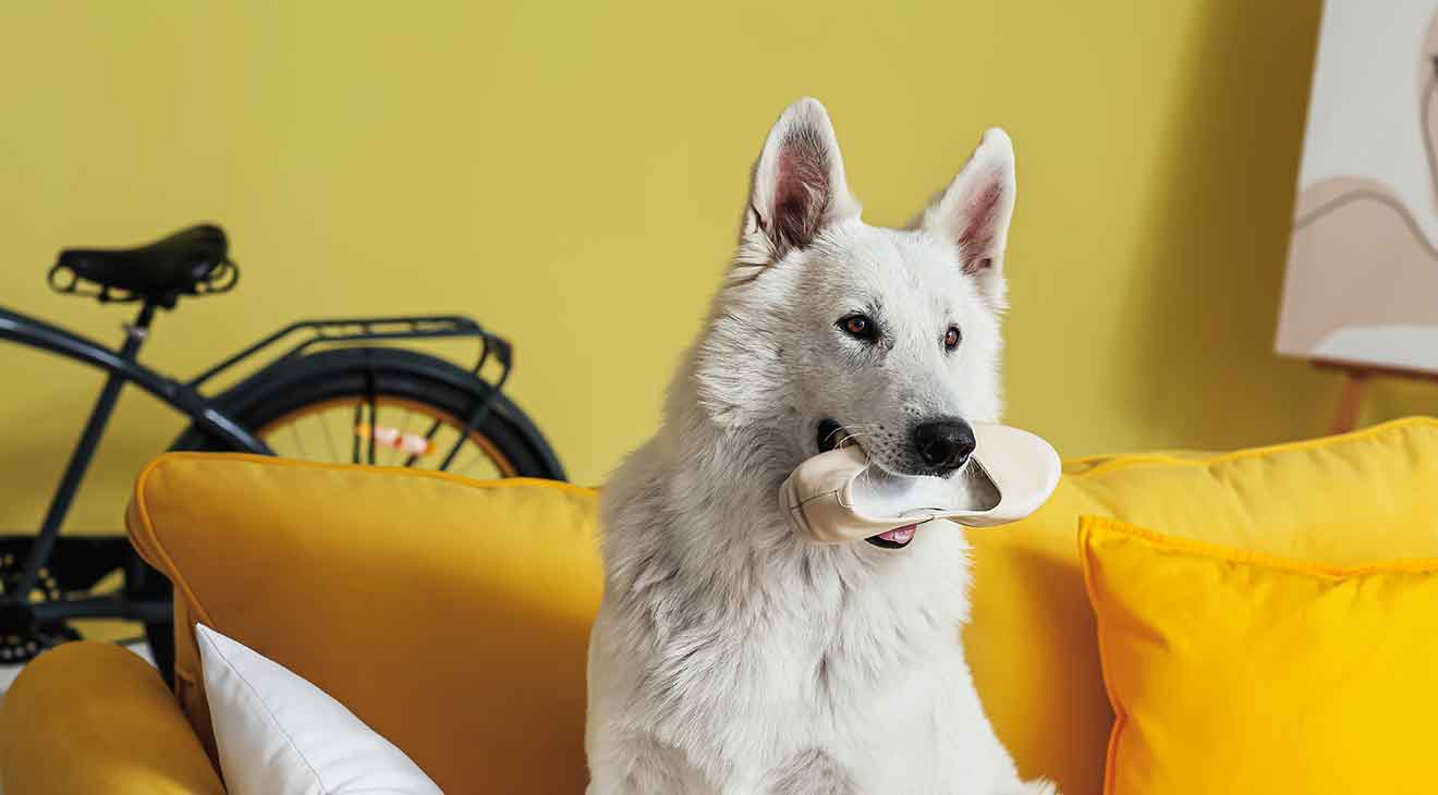 How to Stop a Dog or Puppy from Chewing dogIDs