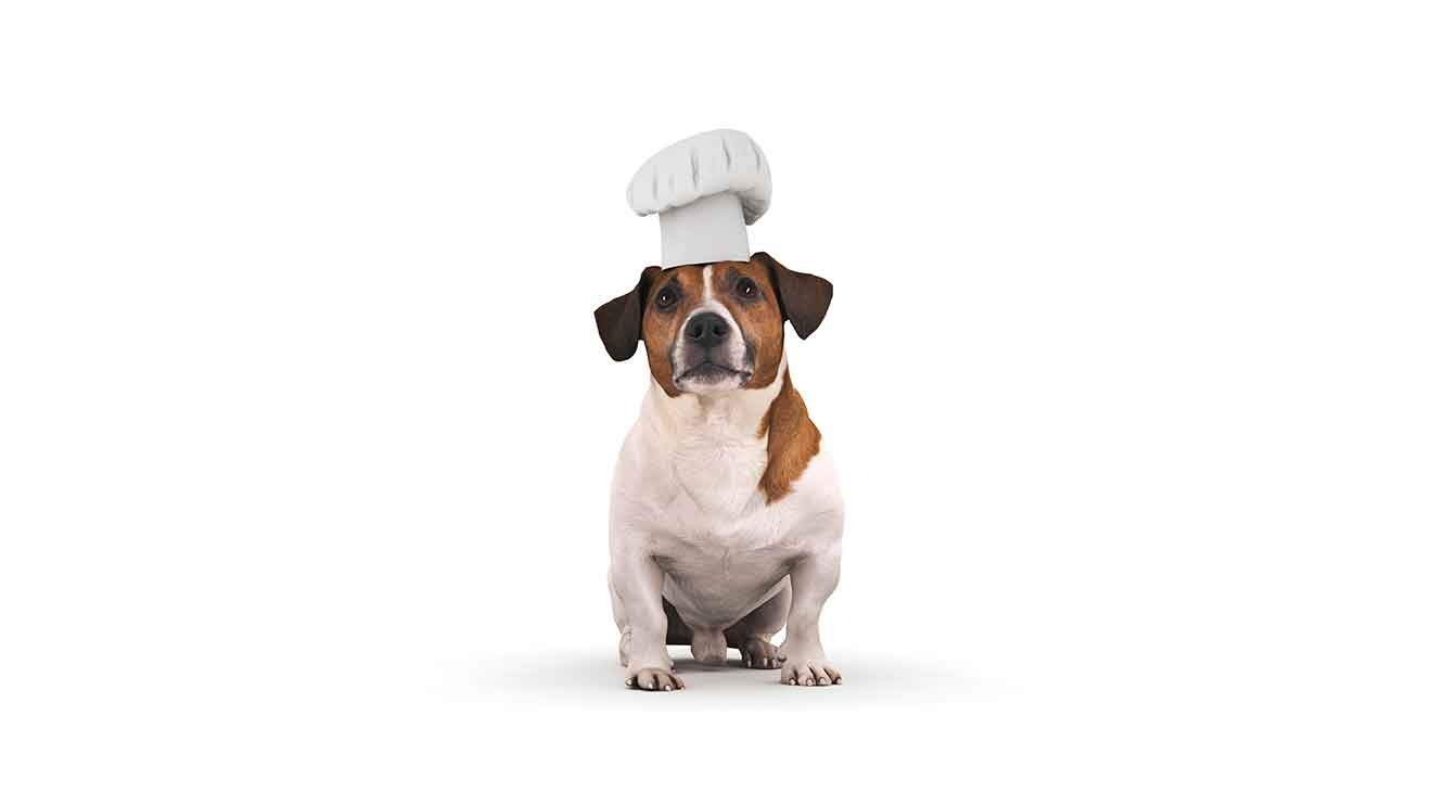 4 Fantastic Homemade Dog Food Recipes - dogIDs