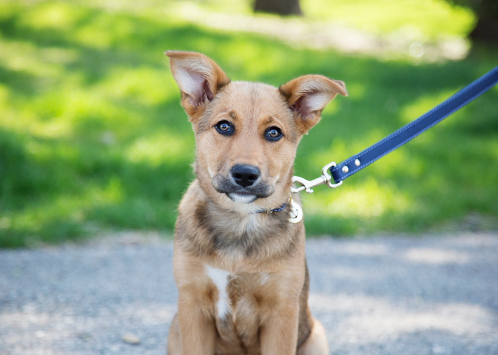 What to Do if Your Dog Won’t Listen dogIDs