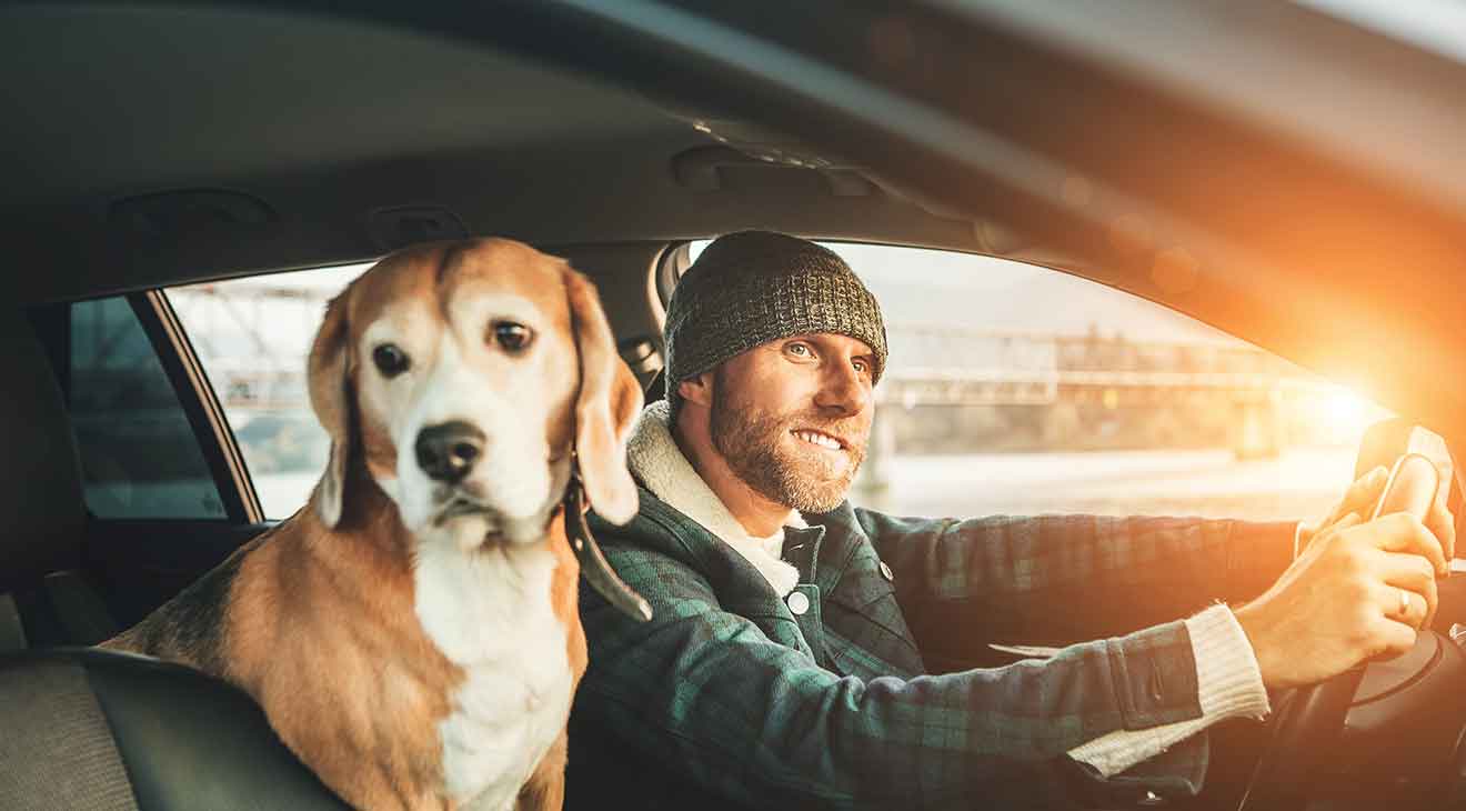 How to Help Your Dog Get Used to Car Rides dogIDs