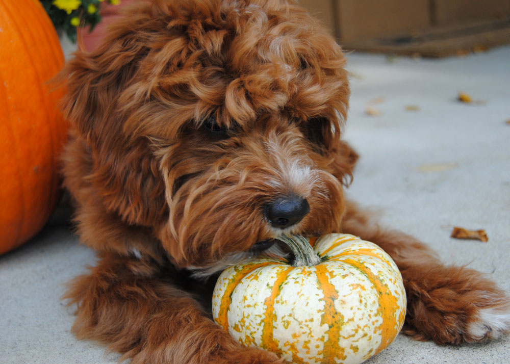 How is pumpkin good sales for dogs