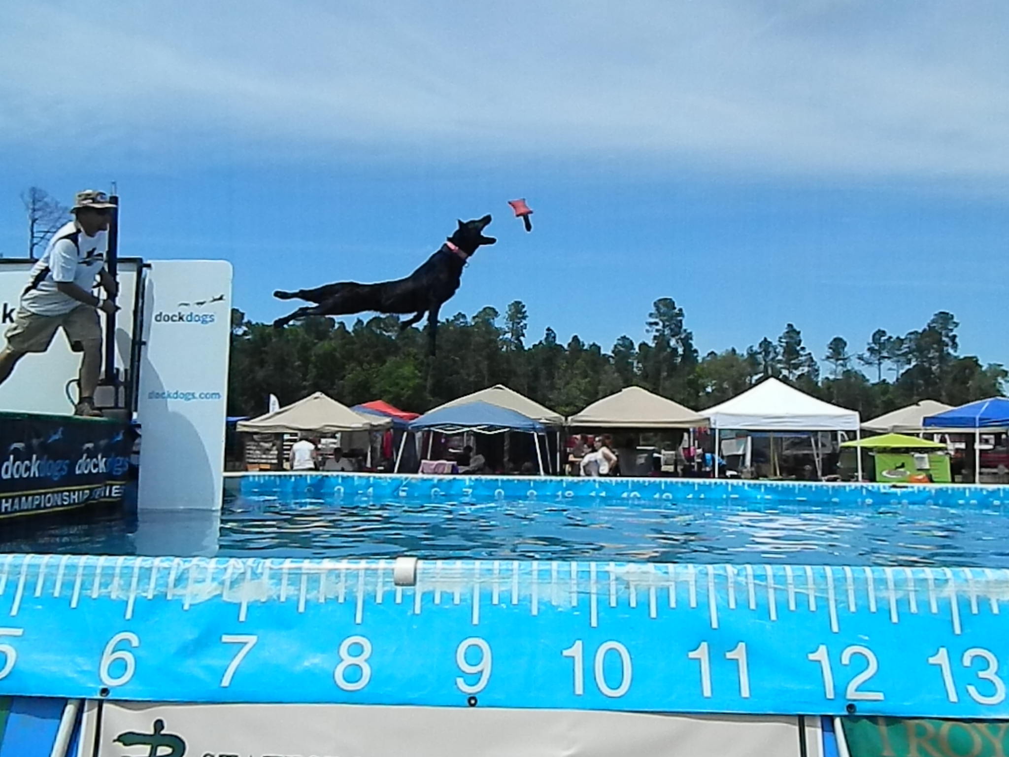 Dog Dock Jumping How to Join the Fun dogIDs