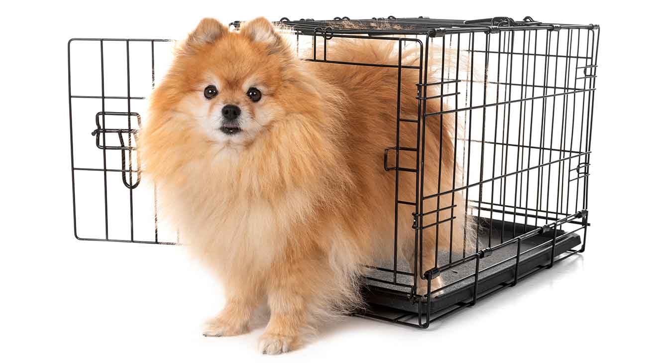 Should You Kennel Train Your Dog? dogIDs