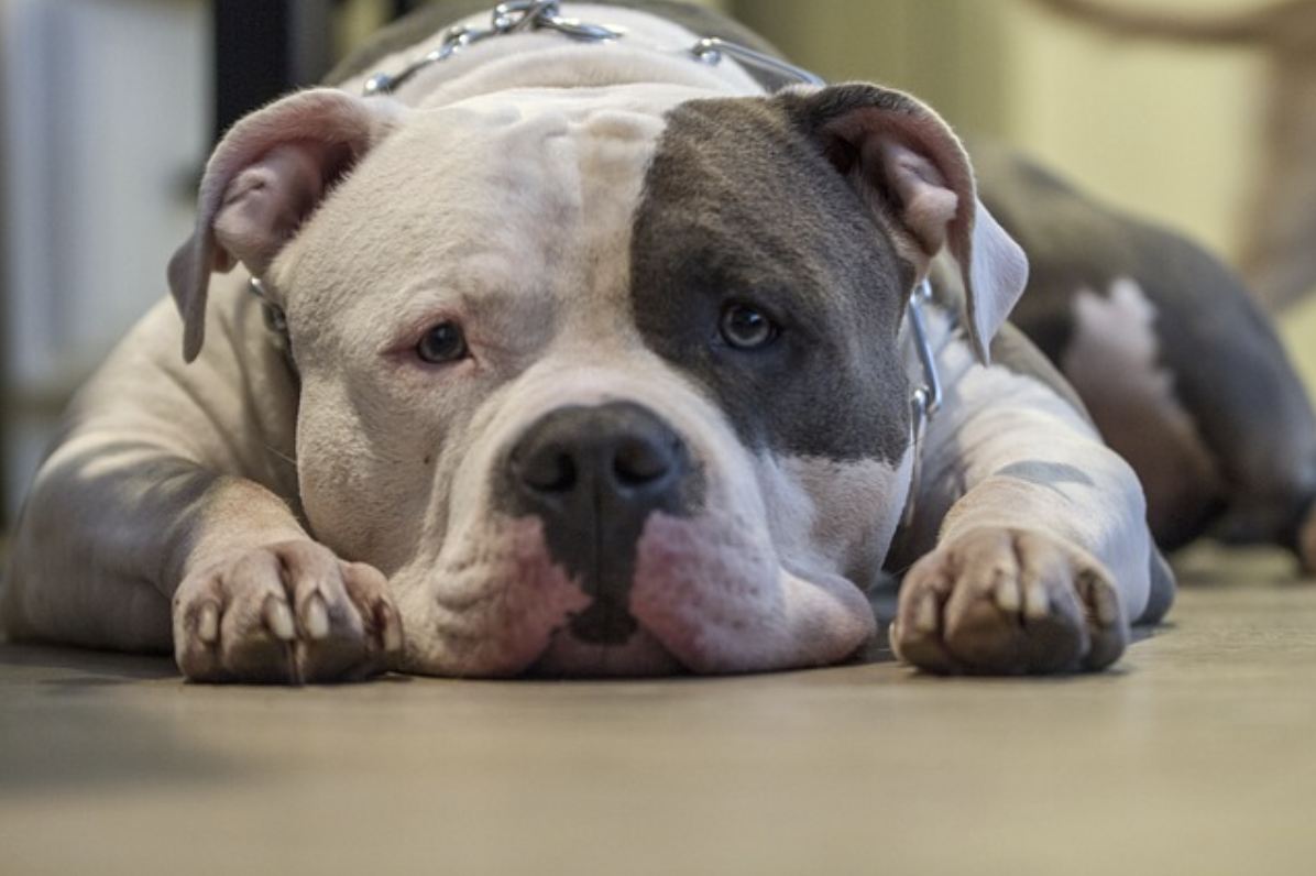 Heavy Duty Dog Collars for Pit bulls The Ultimate Guide to Durability